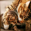 cat02