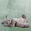 cat03