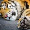 tigerpaw2