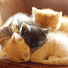 cats (I am a fan of cats, they count as a fandom)