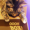 kitty09b